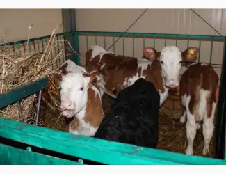 Зображення для оголошення Продам Бычки телята тёлочки