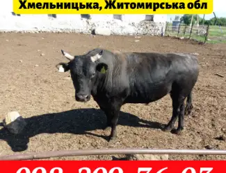 Зображення для оголошення Заготівля ВРХ Коней на території Хмельницької
