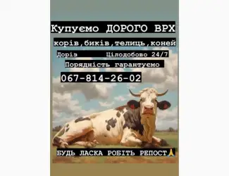 Зображення для оголошення Куплю врх бики корови