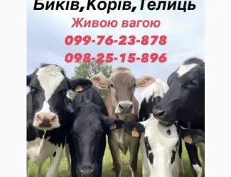Зображення для оголошення Закупка коров Быков телок