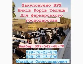 Зображення для оголошення Ферма закуповуемо врх