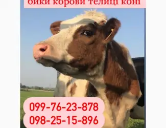 Зображення для оголошення Дорого куплю корів биків телиць