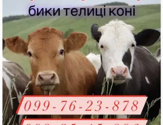 Зображення для оголошення Закупка врх бики корови телиці