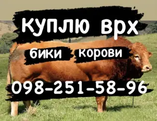 Зображення для оголошення Корови бики телиці куплю