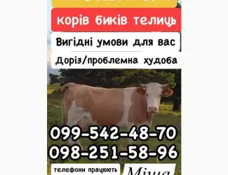 Зображення для оголошення Закупка КРС
