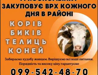 Зображення для оголошення Скупка коров биків