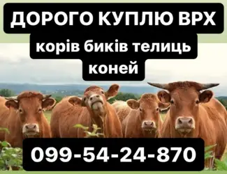 Зображення для оголошення Купляємо корів бичків телиць на мʼясо