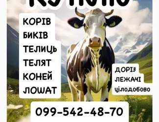 Зображення для оголошення Постійно закуповуємо ВРХ корови бички
