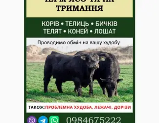 Зображення для оголошення ВРХ дорого