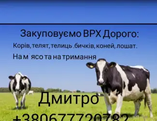 Зображення для оголошення Купимо: ВРХ
