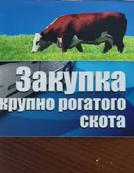 Зображення для оголошення ДОРОГО Куплю худобу (бики