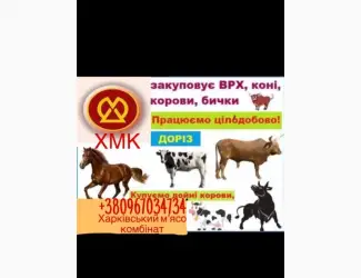 Зображення для оголошення Покупка крс