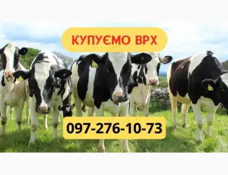 Зображення для оголошення Закупівля ВРХ. На м'ясо. Тримання. Найкраща ціна. Бички