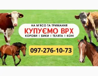 Зображення для оголошення Закупівля ВРХ. На м'ясо. Тримання. Бички