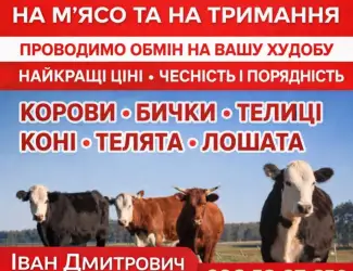 Зображення для оголошення Закуповуємо ВРХ Корови Крні Бички Телиці Телята На М'ясо На Тримання