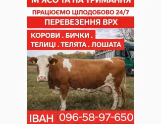 Зображення для оголошення Закуповуємо ВРХ Корови Коні Бички Телята На М'ясо Та На Тримання