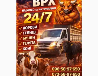 Зображення для оголошення Закуповуємо ВРХ Корови Коні Бички Телиці Телята На М'ясо На Тримання