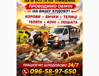 Зображення для оголошення Закуповуємо ВРХ На М'ясо. Корови Коні. Бички.Телиці. ТЕЛЯТА
