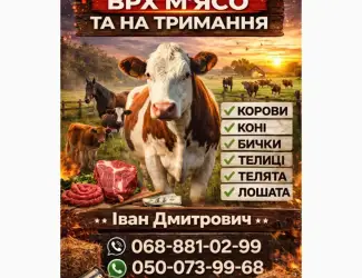 Зображення для оголошення Купити ВРХ : Корови. Коні. Бички.Телиці. На М'ясо ТА На Тримання