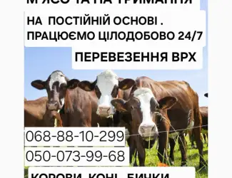 Зображення для оголошення Купити Велику Рогату Худобу : Корови. Бичок. Телиці. Коні. На М'ясо Та На Тримання
