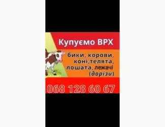 Зображення для оголошення Купить Врх На Мясо Та На Тримання