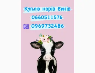 Зображення для оголошення Бики та корови куплю дорого