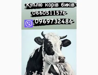 Зображення для оголошення Закупка скота Биків та корови різних порід
