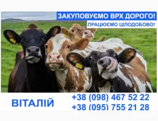 Зображення для оголошення Купуємо врх та молодняк