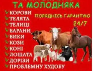 Зображення для оголошення Заготівля врх та коней на мясо та тримання
