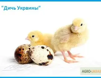 Зображення для оголошення Эксклюзивные перепела