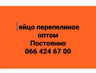 Зображення для оголошення Куплю яйцо перепелиное оптом