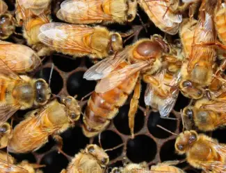 Зображення для оголошення Продам бджоломаток ligustica Італійської породи