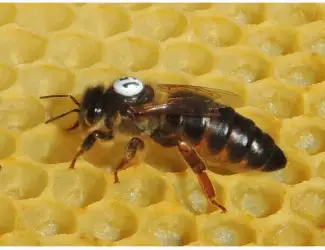 Зображення для оголошення Apis mellifera carnica