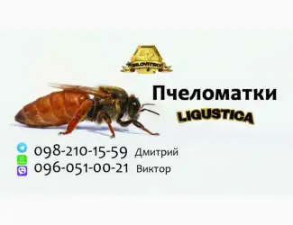 Зображення для оголошення Пчеломатки Лигустика