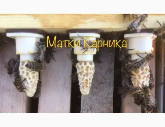 Зображення для оголошення Продам Карнику