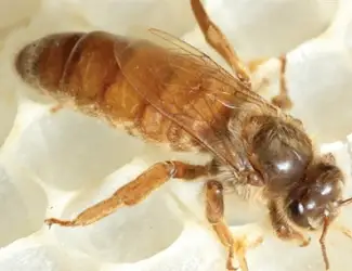 Зображення для оголошення Apis mellifera ligustica