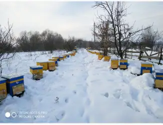 Зображення для оголошення Продам семьи пчел 50 шт.