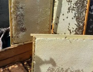 Зображення для оголошення Продам бджолосім'ї Карпатки