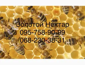 Зображення для оголошення Закупка меда у пчеловодов оптом от 300кг (Золотой Нектар)