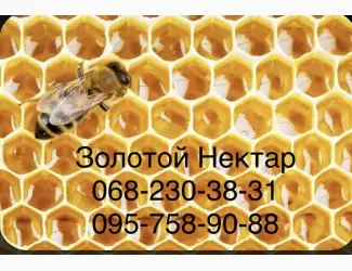 Зображення для оголошення Рапсовый и Подсолнечный МЁД оптом