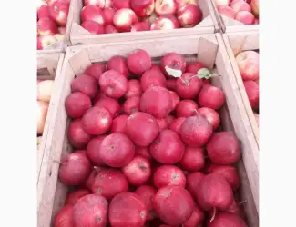 Зображення для оголошення Продам яблука оптом