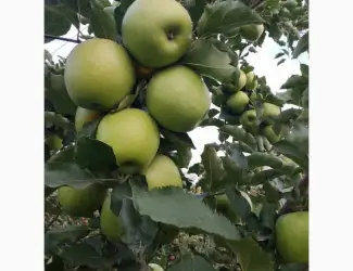 Зображення для оголошення Куплю Яблука (бюджет)