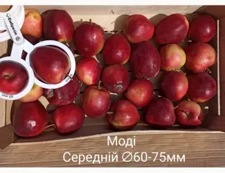 Зображення для оголошення Постійно продаю яблука в асортименті