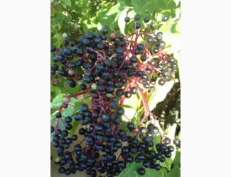 Зображення для оголошення Купим в больших количествах сухую ягоду бузины
