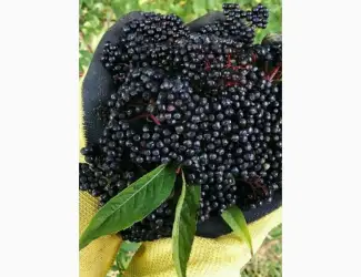 Зображення для оголошення Купим сухую ягоду БУЗИНЫ.Приедем сами.Нал на загрузке