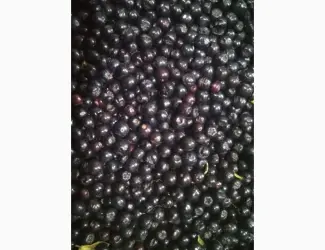 Зображення для оголошення Рябина черная замороженная