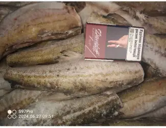 Зображення для оголошення Продам минтай Америка