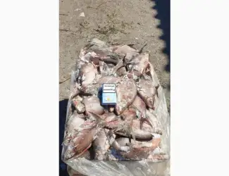 Зображення для оголошення Продам свіжоморожену рибу - густера