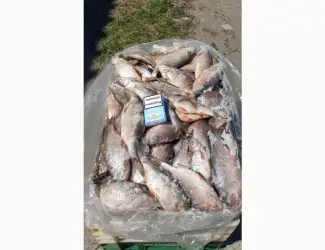 Зображення для оголошення Продам свежемороженую рыбу - тарань