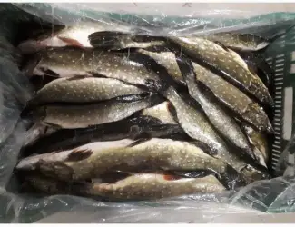 Зображення для оголошення Продам щуку свежемороженную и охлажденную